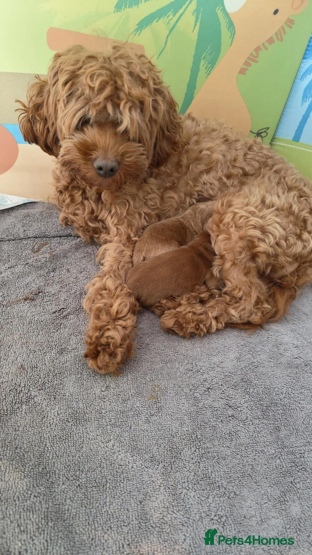 Cockapoo dogs for sale: Miniature Cockapoo  in Chesterfield - Advert 8