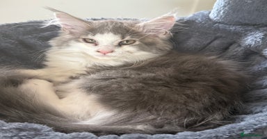 Maine Coon cats - Advert 7