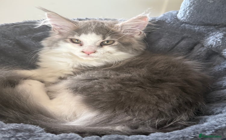 Maine Coon cats - Advert 2