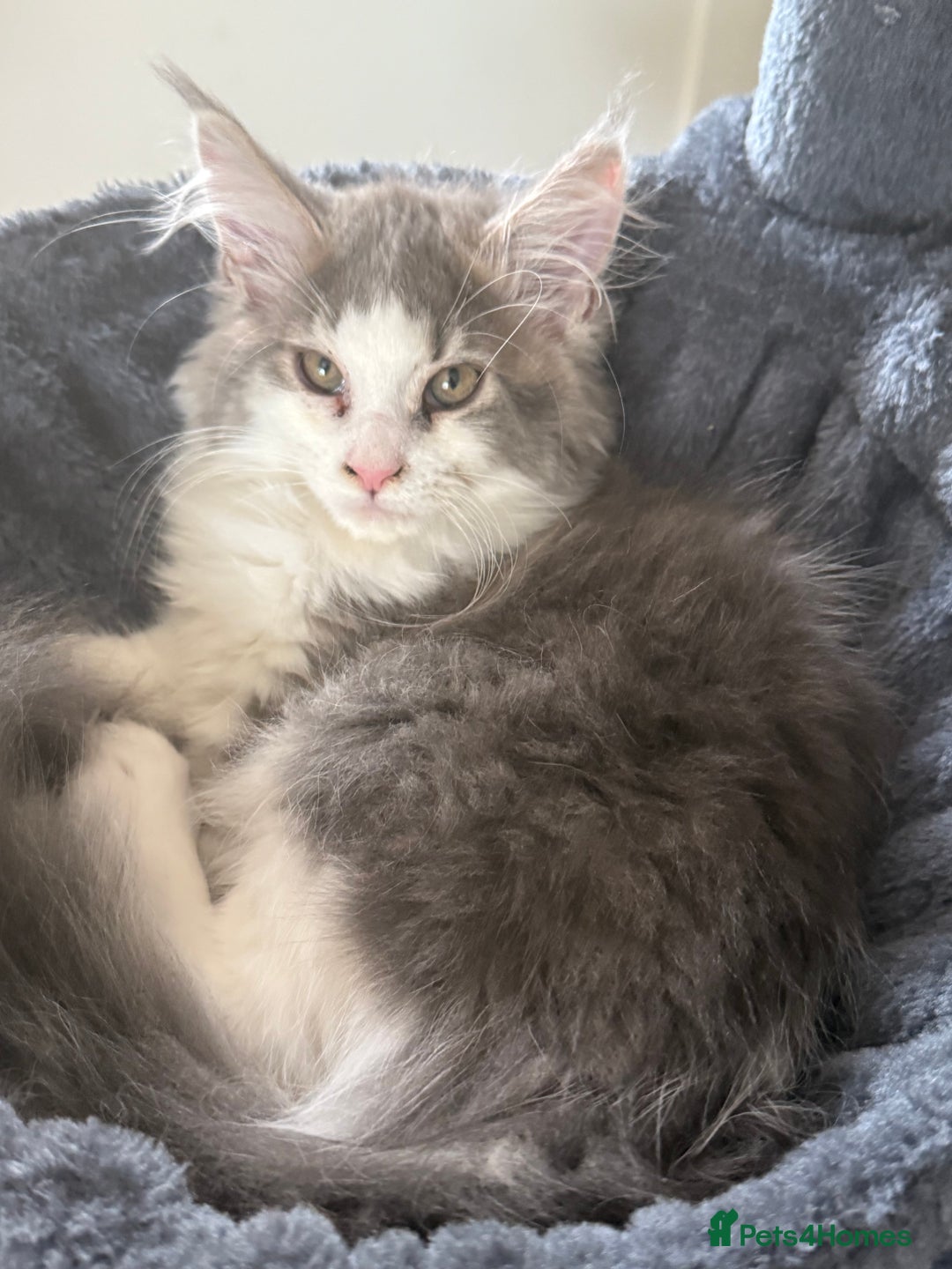 Maine Coon cats for sale: GCCF pedigree Maine Coons  - Image 1