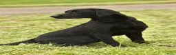 Labrador Retriever dogs for stud: Braemossrose Samson at Stud - Advert 3
