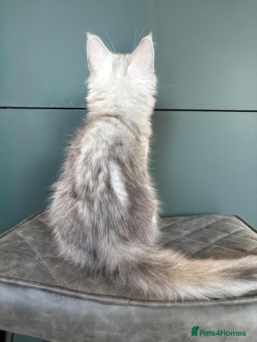 Maine Coon cats for sale: XL Maine Coon Kittens for Sale – TICA Reg - Advert 11