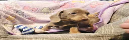 Dachshund dogs for sale: Last little legend extra mini Dachshund boy puppy - Advert 10