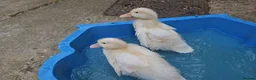 Ducks poultry for sale: Free ducks  in Luton - Advert 1