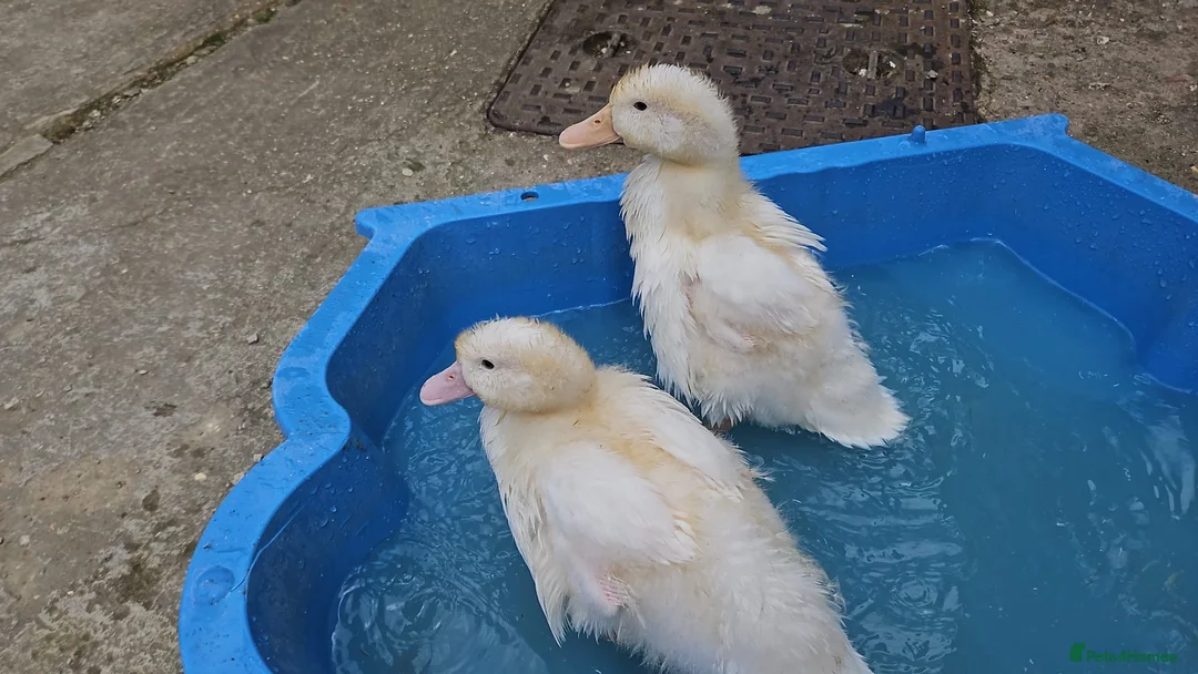 Ducks poultry for sale: Free ducks  in Luton - Advert 1