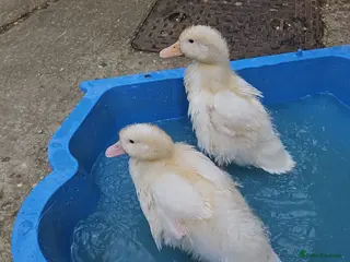 Ducks poultry Free ducks - Advert 1