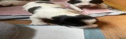 Sprocker dogs for sale: Sprocker spaniel puppies  in Littleborough - Advert 14
