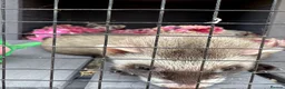 Ferret rodents for sale: Ferrets x2 mirco ferretx 1  in Bristol - Advert 4