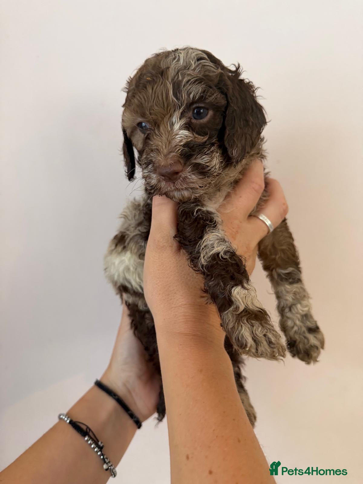 Cockapoo dogs Gorgeous F1B Cockapoo Puppies 🐾 - Advert 1