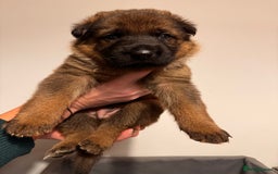 German Shepherd dogs for sale: KC German Shepherd Working line puppies 🐶  - Image 8