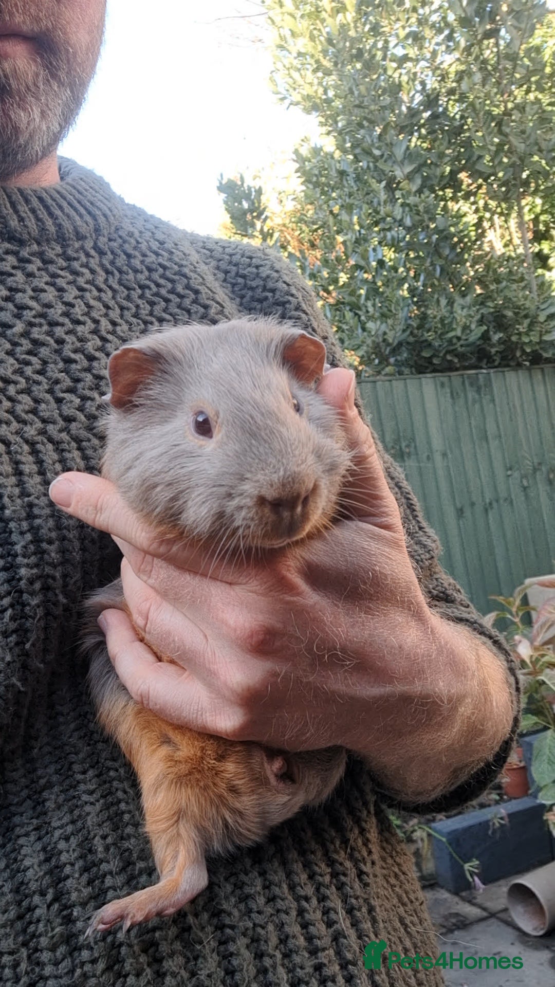 Guinea Pig rodents for sale: Two bonded male guineas - Advert 5