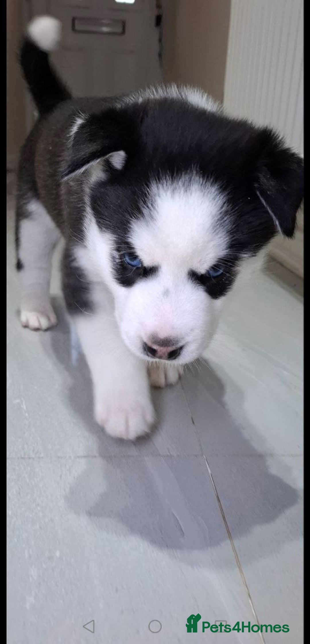 Siberian Husky dogs for sale: Siberian Huskies 1 Male 4 Female - Advert 9