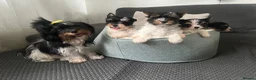 Biewer Terrier dogs for sale: Yorkshire Terrier Biewer  - Advert 6
