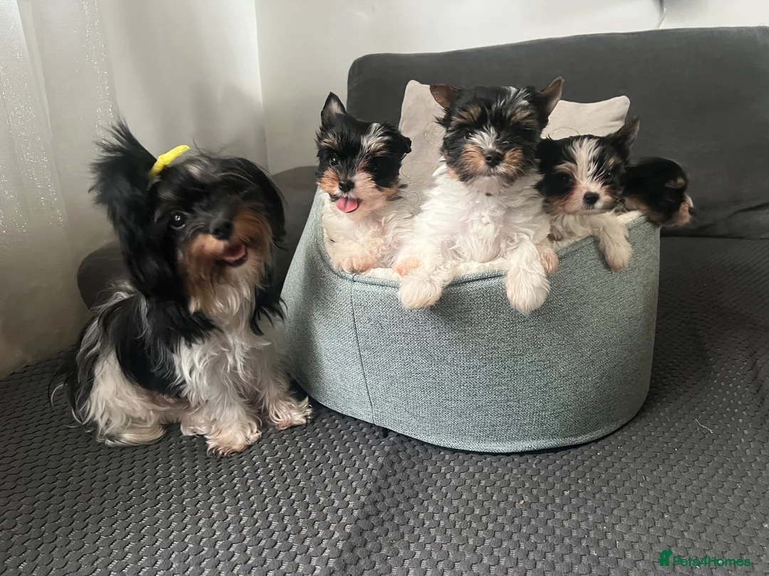 Biewer Terrier dogs for sale: Yorkshire Terrier Biewer  - Advert 6