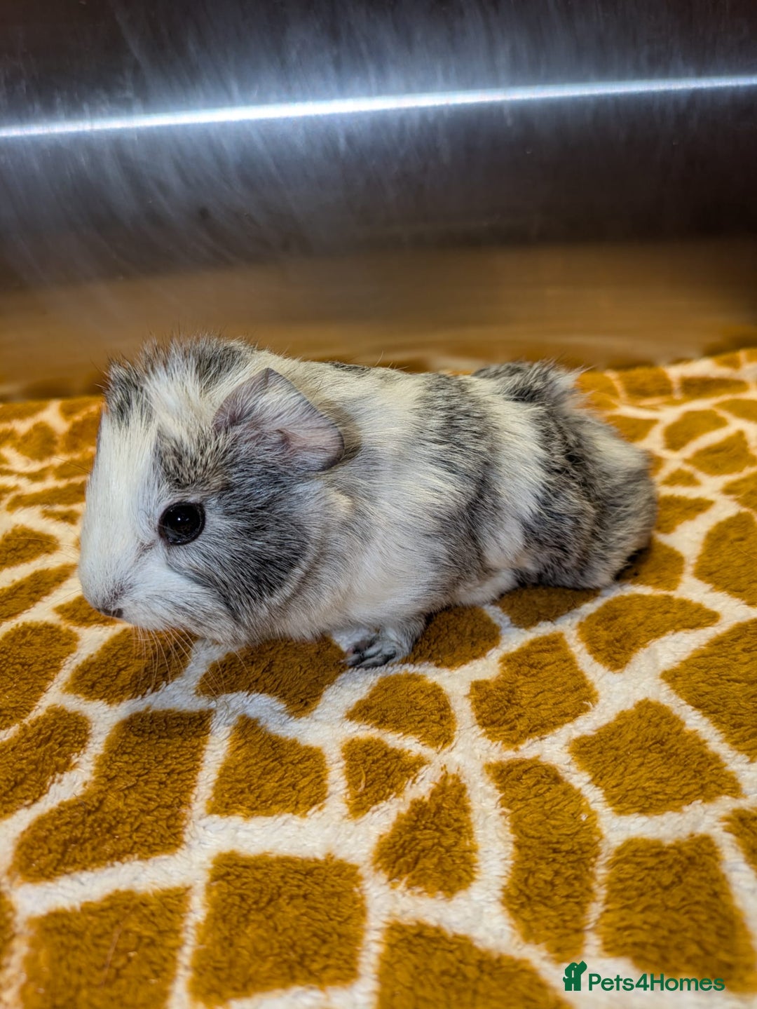 Guinea Pig rodents for sale: Two girls and three boys - Advert 6