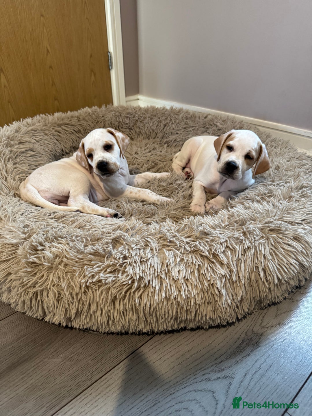 Pointer dogs for sale: Beautiful litter of Top Quality Pointer Puppies - Advert 11