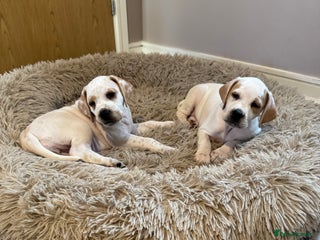 Pointer dogs Beautiful litter of Top Quality Pointer Puppies - Advert 4