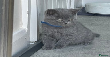 British Shorthair cats - Advert 7