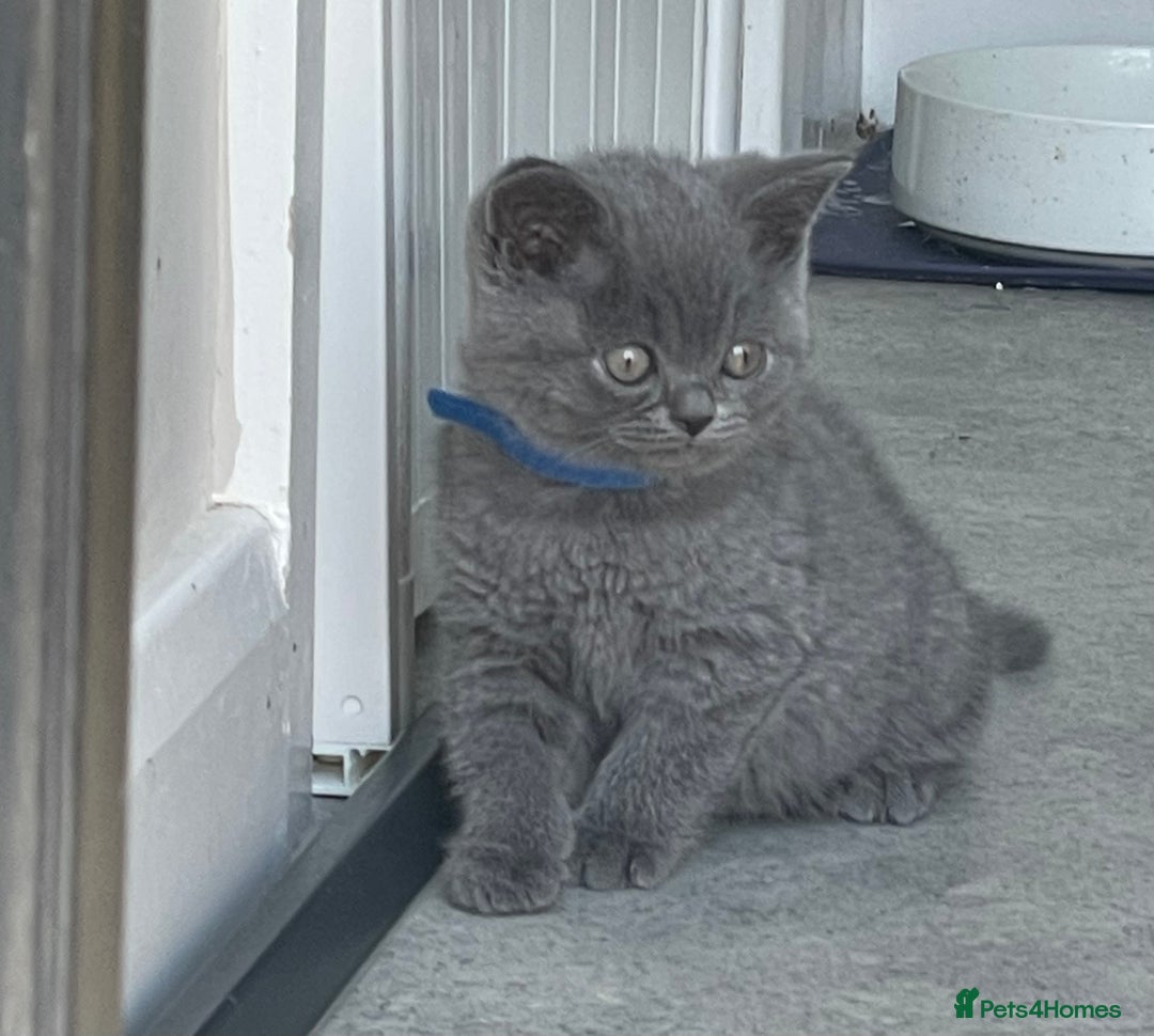 British Shorthair cats for sale: British shorthair £475 - Image 3
