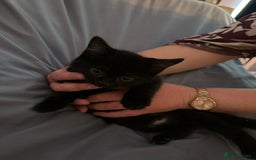 British Shorthair cats for sale: 8 Beautiful short haired kittens - Image 5