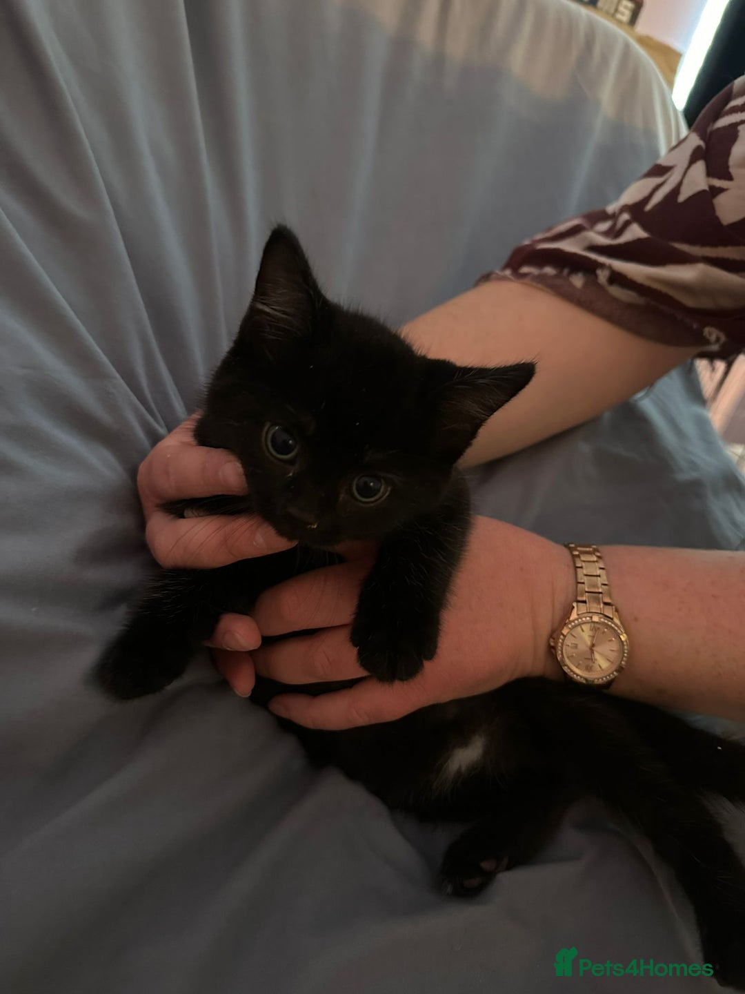 British Shorthair cats for sale: 8 Beautiful short haired kittens - Image 5