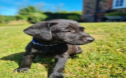 Labrador Retriever dogs for sale: Outstanding Black KC Labradors - Image 9