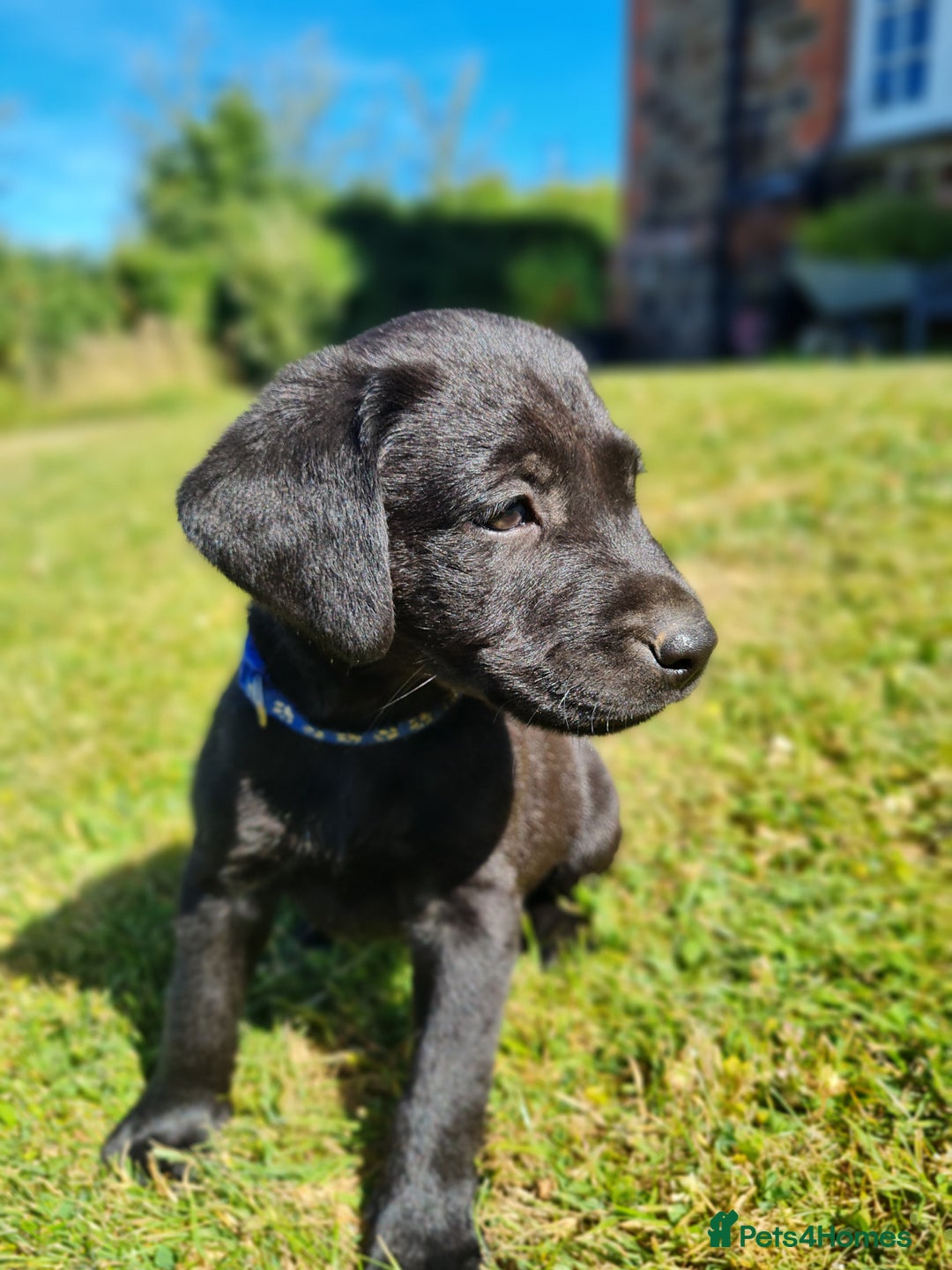 Labrador Retriever dogs for sale: Outstanding Black KC Labradors - Image 9