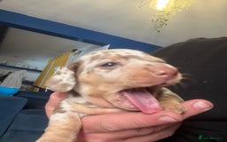 Miniature Dachshund dogs for sale: VIEW NOW 2 Beautiful chocolate dapple girls in Dudley - Image 6