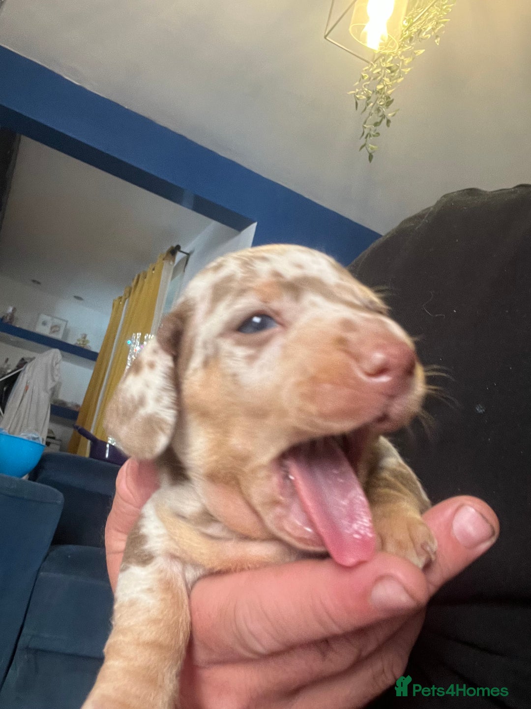 Miniature Dachshund dogs for sale: VIEW NOW 2 Beautiful chocolate dapple girls in Dudley - Image 6
