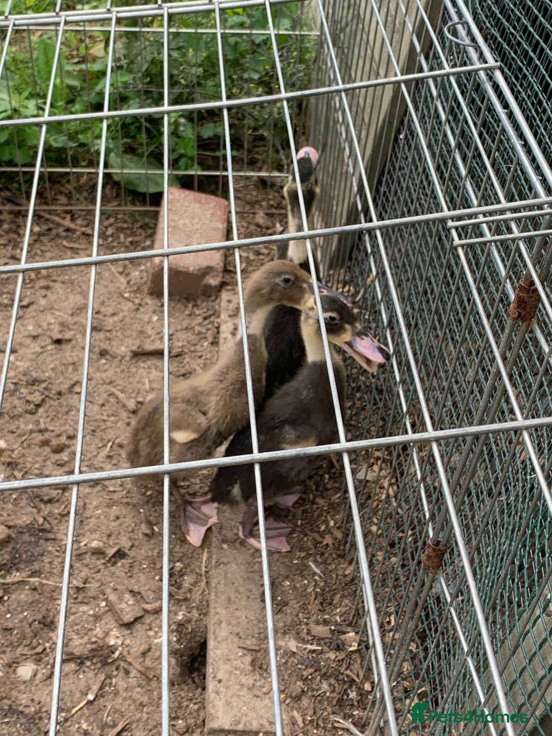 Ducks poultry for sale: Indian runner ducks - Image 3