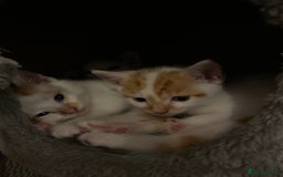 British Shorthair cats for sale: 3 beautiful British Shorthair Kittens  - Image 8