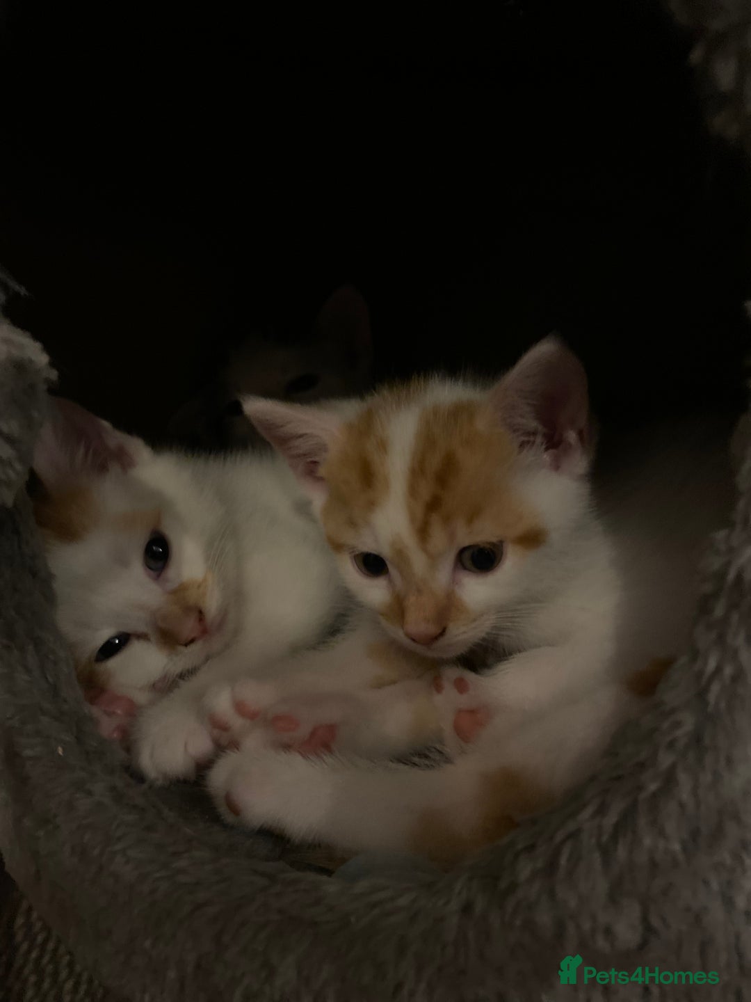 British Shorthair cats for sale: 3 beautiful British Shorthair Kittens  - Image 8