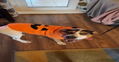 Mixed Breed dogs Urgently Need To Rehome My Beautiful Arlo 🤍 - Advert 2