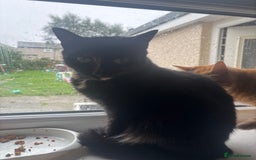 Mixed Breed cats for sale: 3 female kittens - Image 5