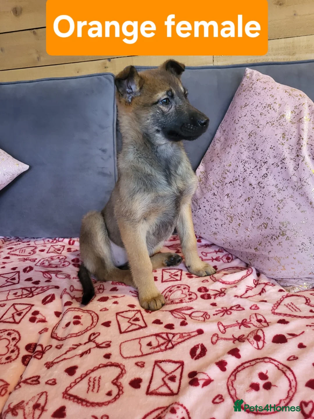 Golden Shepherd dogs for sale: Golden shepherd puppies  - Advert 6