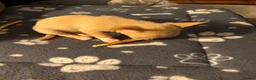 Chihuahua dogs for sale: Chihauhua boy fully vaccinated and microchipped  - Advert 3