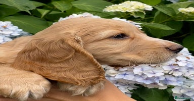 Cocker Spaniel dogs - Advert 13