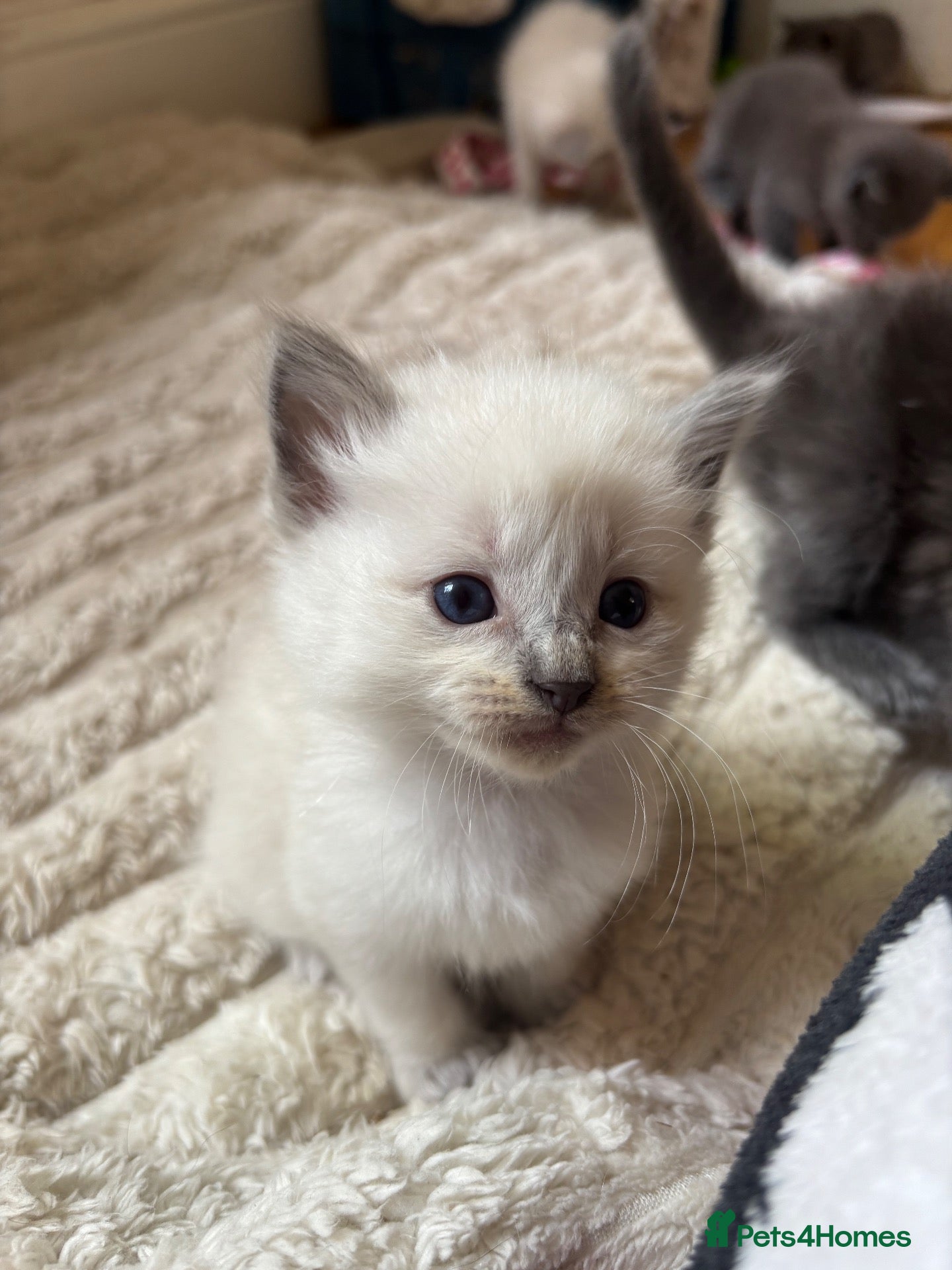 Ragdoll cats 7 Gorgeous ragdoll cross kittens 🤍 - Advert 5