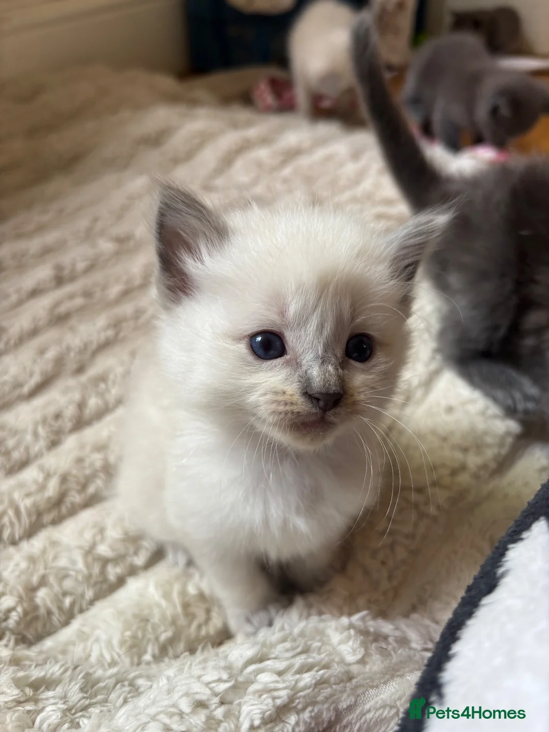 Ragdoll cats for sale: 7 Gorgeous ragdoll cross kittens 🤍 - Advert 1
