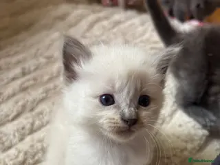 Ragdoll cats 7 Gorgeous ragdoll cross kittens 🤍 - Advert 4