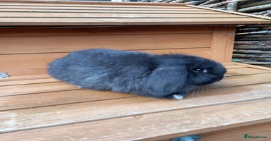 Mini Lop rabbits - Advert 6