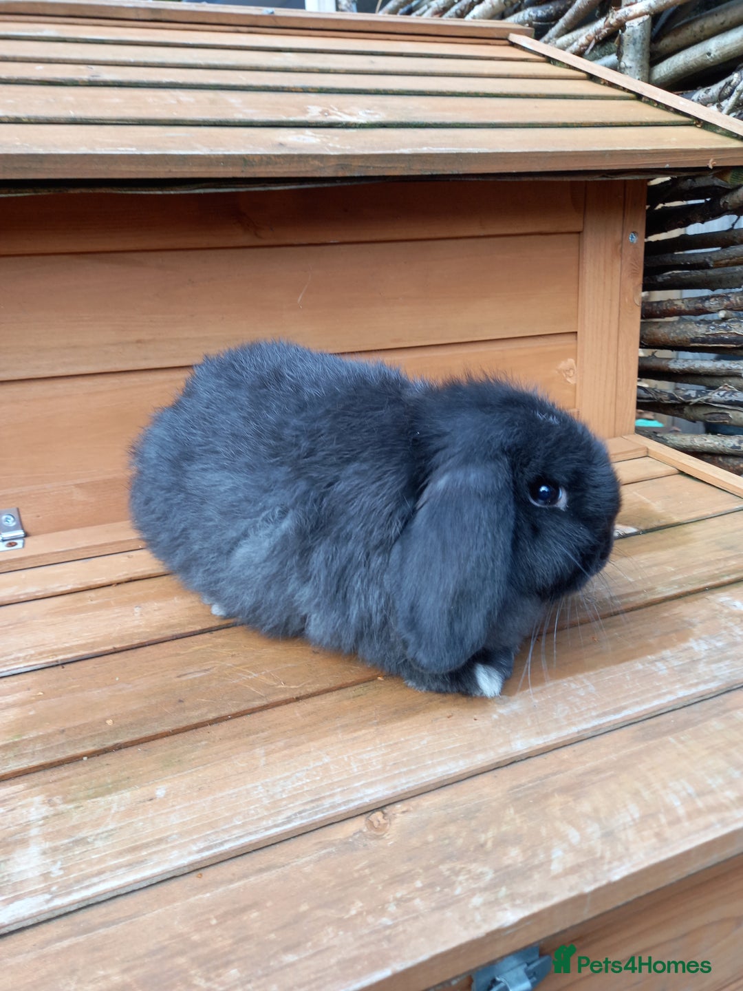 Mini Lop rabbits for sale: Mini lop baby - Image 2