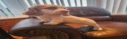 Cocker Spaniel dogs for sale: Cocker Spaniel pups in Omagh - Advert 15