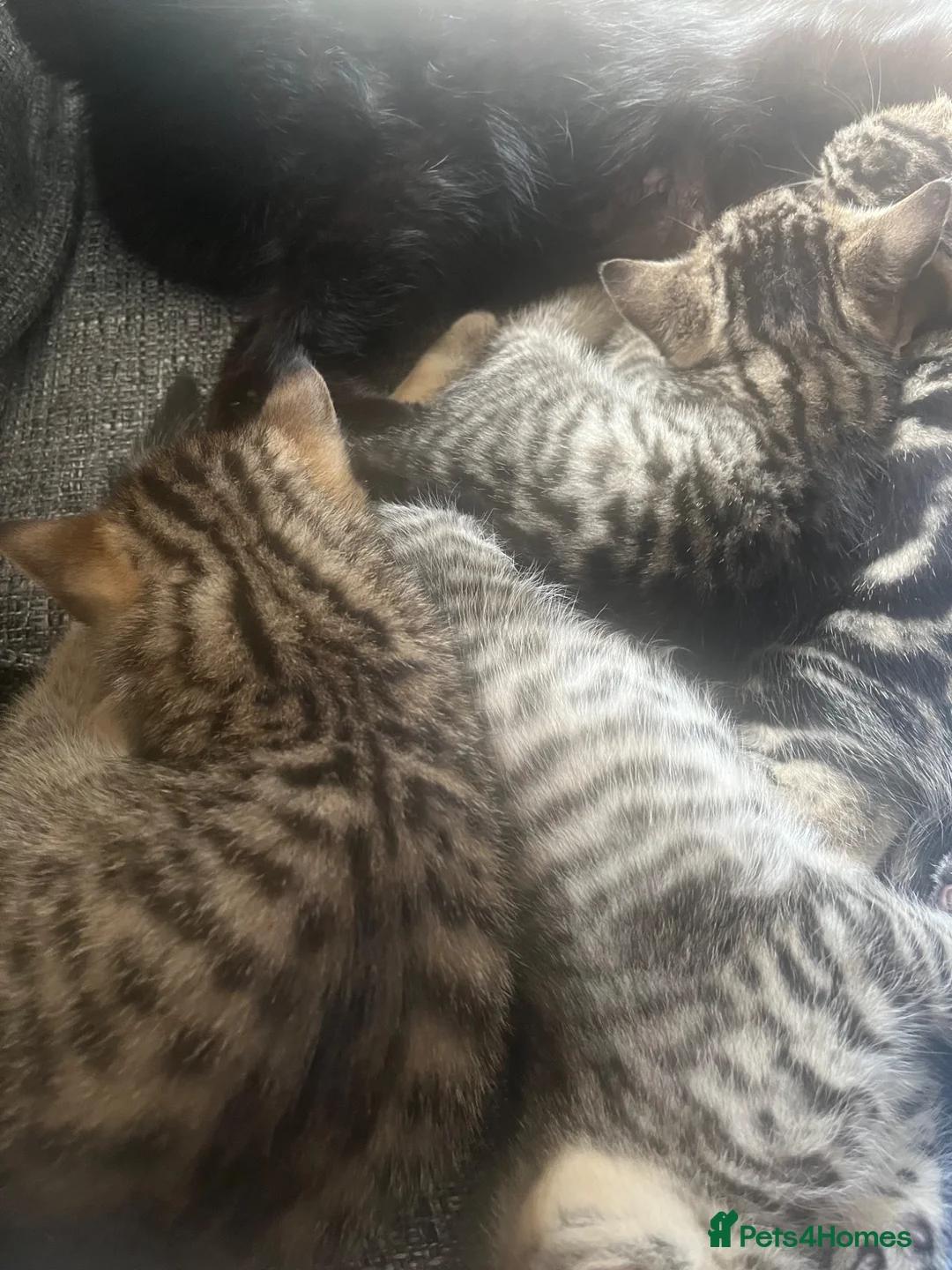 Mixed Breed cats for sale: 3 Bengal cross kittens for sale - Advert 2