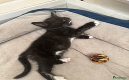 Maine Coon cats for sale: Cute kitten urgently for sell  - Image 5