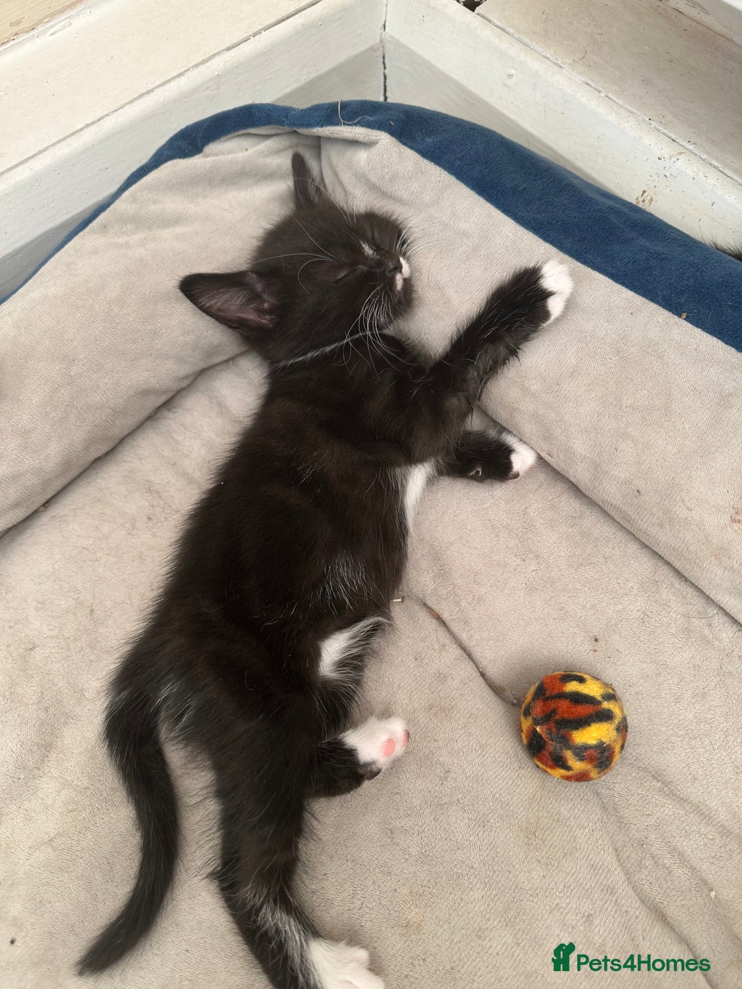 Maine Coon cats for sale: Cute kitten urgently for sell  - Image 5