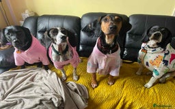 Mixed Breed dogs for adoption: Roxie – A Gentle Soul Ready for Her Forever Home - Image 10