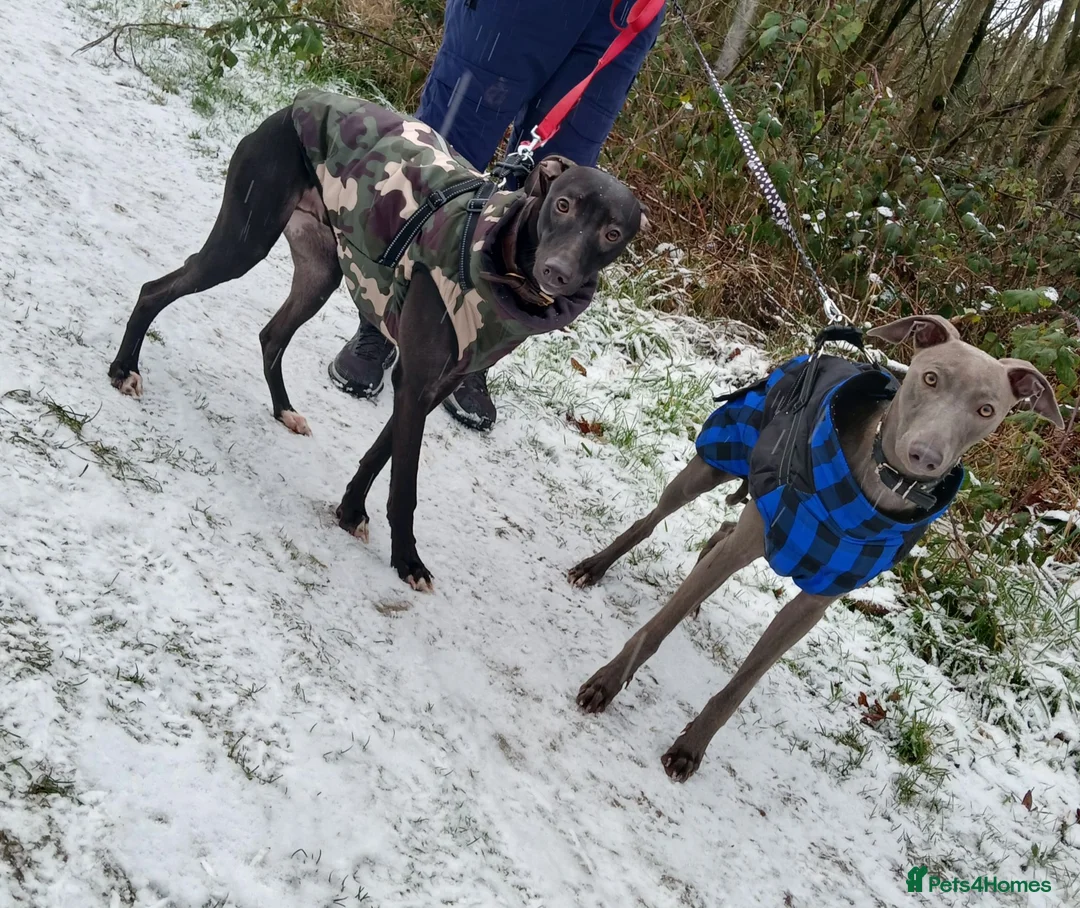 Mixed Breed dogs for sale: My two boys  - Advert 7