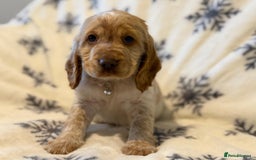 Cocker Spaniel dogs for sale: Cocker pups  - Image 5