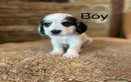Cocker Spaniel dogs for sale: KC Registered Show Cocker Spaniel Puppies  - Image 4